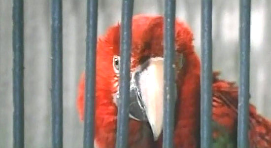 The parrot who admires Samantha Felton (Rosalba Neri) as she prepares to bathe in Johnny Yuma (1966)