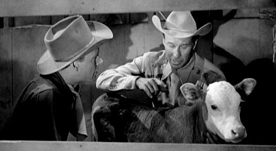 Bill Elliott as Jim Kirk showing Andy (Myron Healey) the calf that convinced him to breed Herefords with longhorns in The Longhorns (1951)