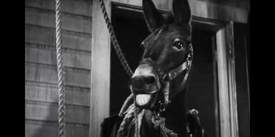 Dinah the donkey landing on a hotel balcony thanks to her bumbling owners in Way Out West (1937)