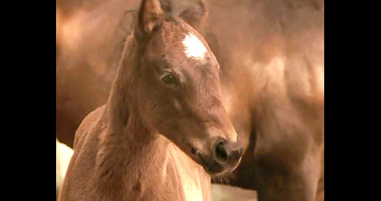 Spring as the colt in The Colt (2005)